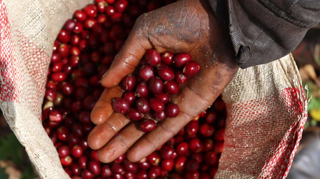 Äthiopien – Die Wiege des Arabica-Kaffees