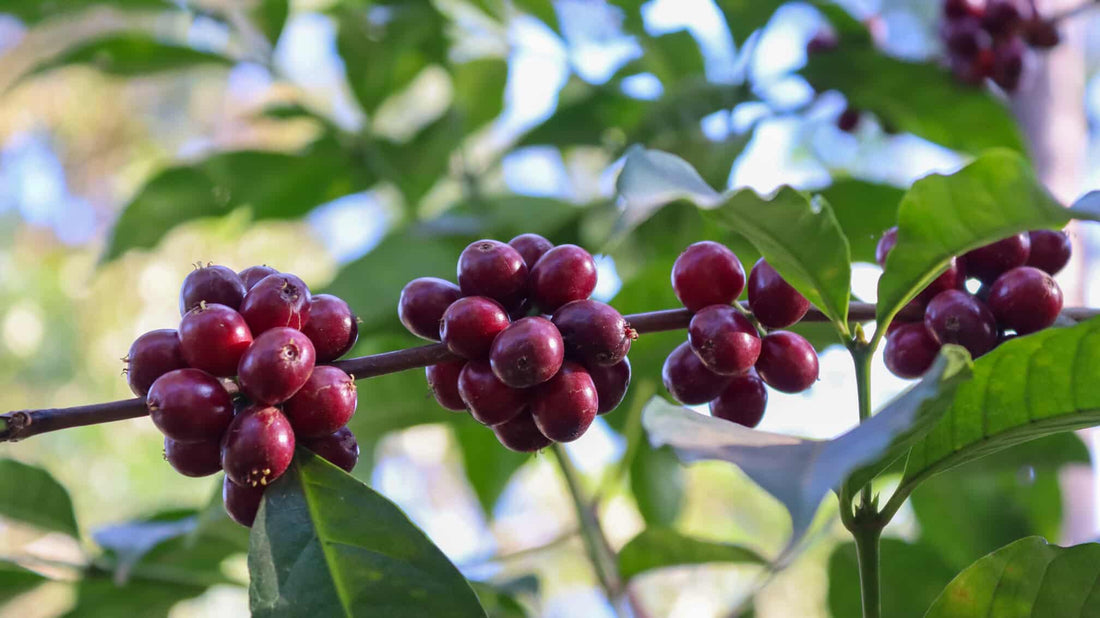 Willkommen bei Bonsomi
