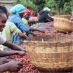 Oddo Shakiso BIO – Verarbeitung in der Dimtu Coffee Industry Washing Station, traditionelle Aufbereitung