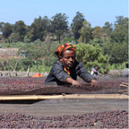 Oddo Shakiso BIO Kaffee – Hochlandfarm in Äthiopien, naturbelassene Heirloom-Varietät aus Guji