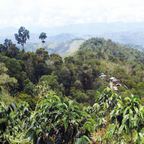 Kaffeeplantagen in Peru – Herkunft des Silent Garden BIO Specialty Coffee