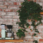 Moccamaster KBG 741 SELECT Technivorm